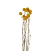 Xenos Kunstbloemen-Craspedia geel - 40-50 cm
