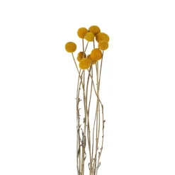 Xenos Kunstbloemen-Craspedia geel - 40-50 cm