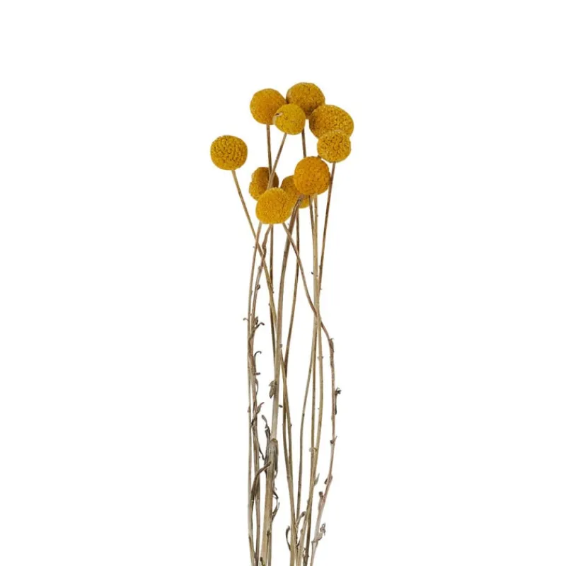 Xenos Kunstbloemen-Craspedia geel - 40-50 cm