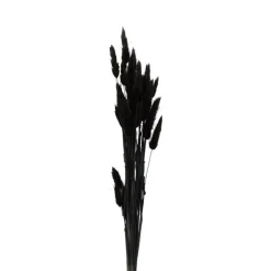 Xenos Kunstbloemen-Droogbloem - Lagurus - zwart - 60 cm