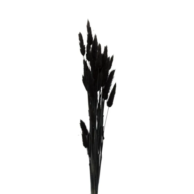 Xenos Kunstbloemen-Droogbloem - Lagurus - zwart - 60 cm