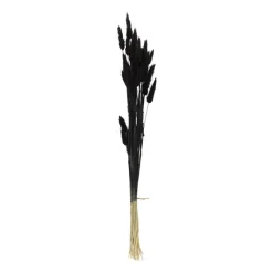 Xenos Kunstbloemen-Droogbloem - Lagurus - zwart - 60 cm