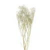 Xenos Kunstbloemen-Droogbloem gipskruid - wit - 60 cm