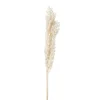 Xenos Kunstbloemen-Droogbloem ruscus - naturel - 65 cm