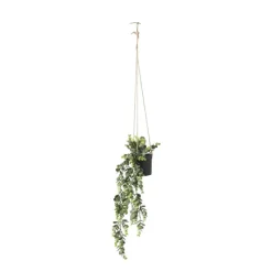 Xenos Kunstplanten-Hangplant - 65 cm