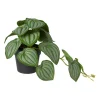 Xenos Kunstplanten-Kunstplant peperomia - 17 cm