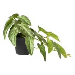 Xenos Kunstplanten-Kunstplant syngonium - 17 cm