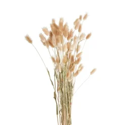 Xenos Kunstbloemen-Lagurus - 70 cm