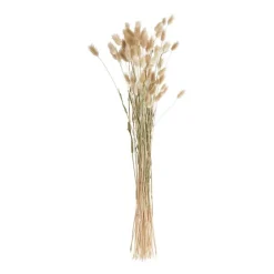 Xenos Kunstbloemen-Lagurus - 70 cm